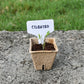 herb starter kit, herb kit, herb, herbs, parsley, cilantro, chives, oregano, basil, plant kit, plant gift