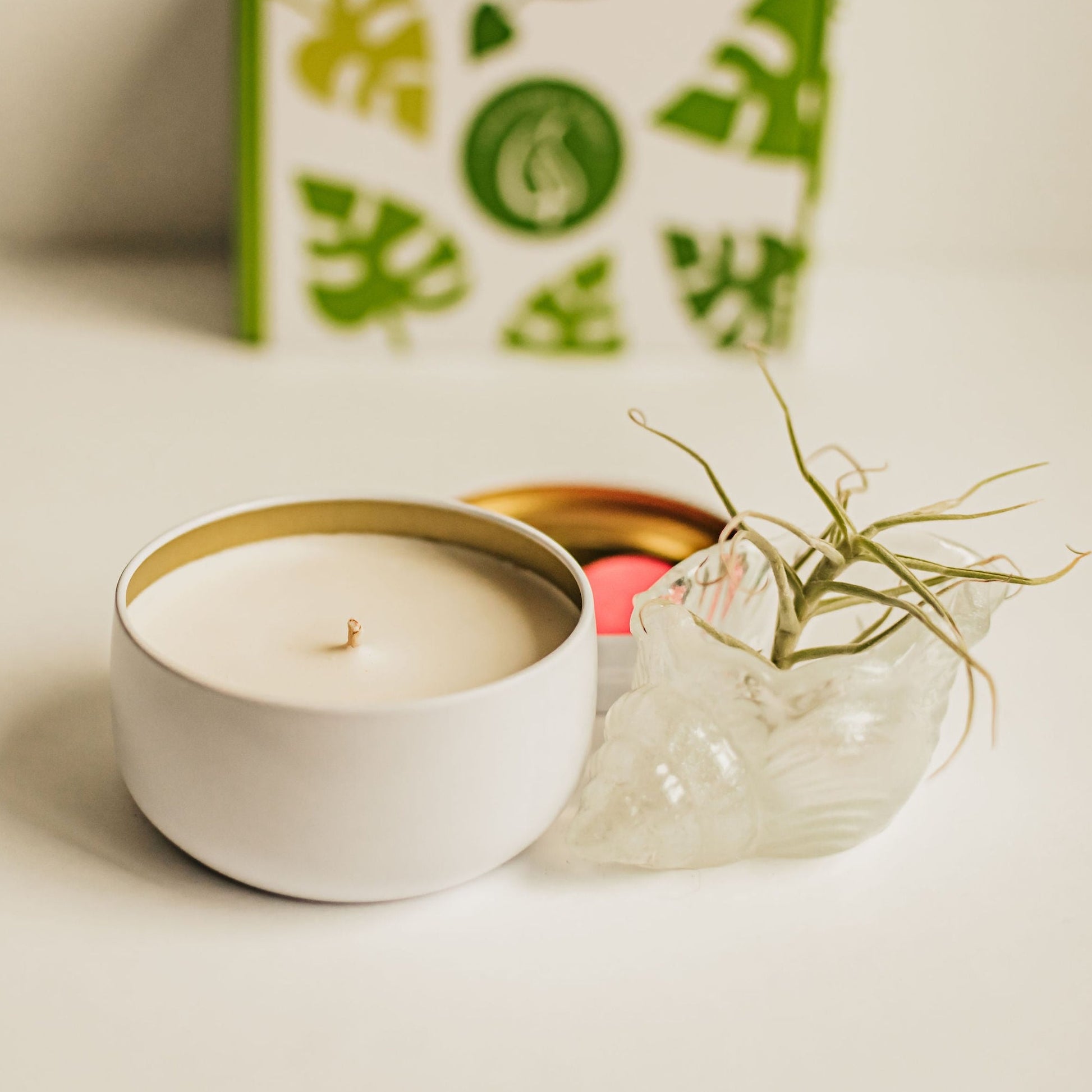 air plant gift Air Plant and Candle Spa Gift Box – Live Long And Plant