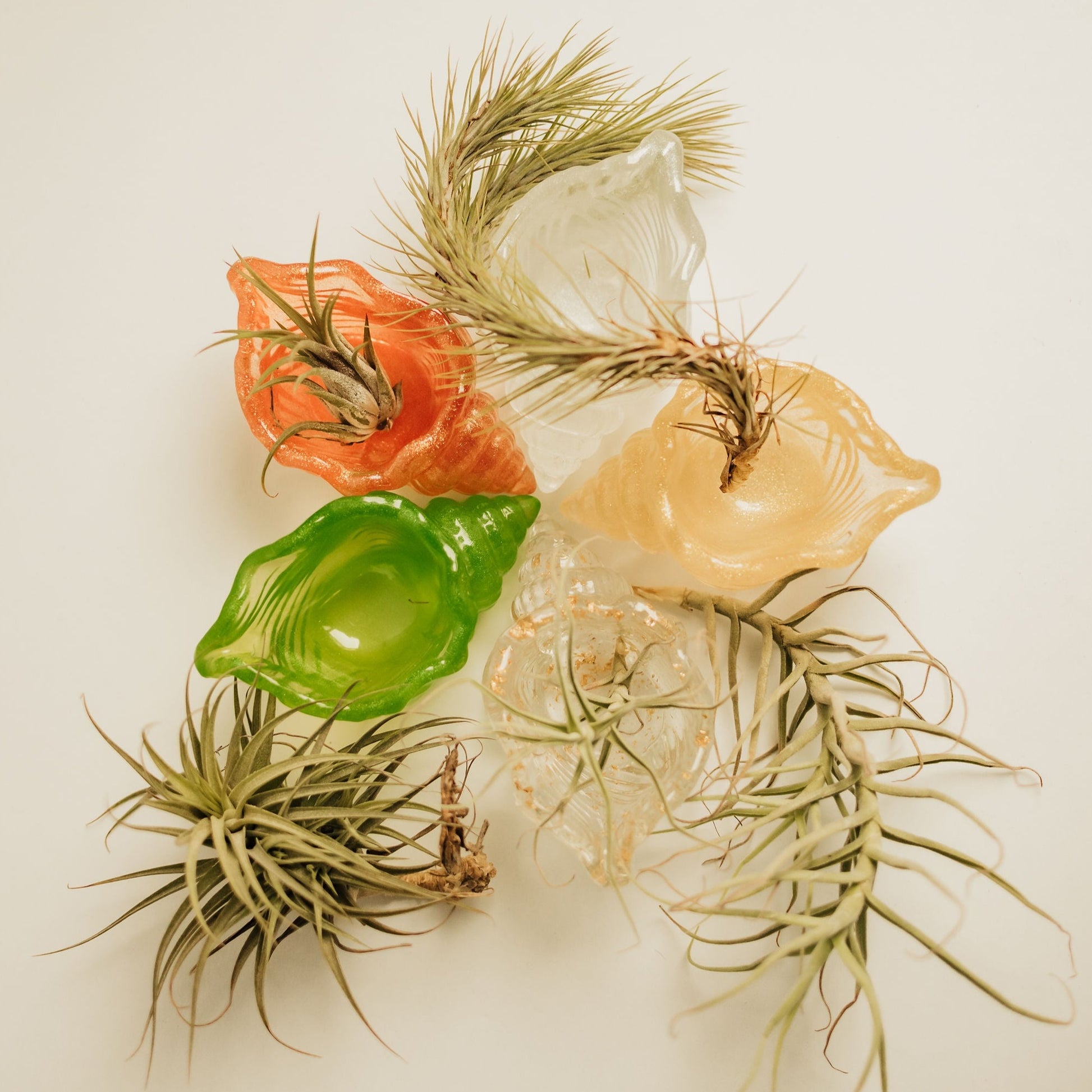mother nature's gifts air plants Air Plant and Candle Spa Gift Box – Live Long And Plant