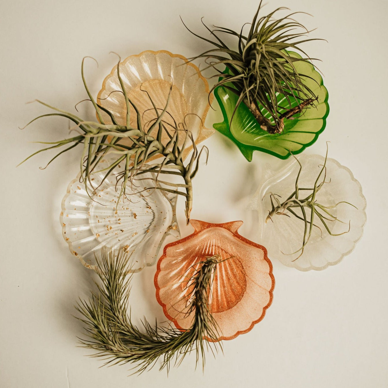 Air Plant & Plant Mister Gift Box