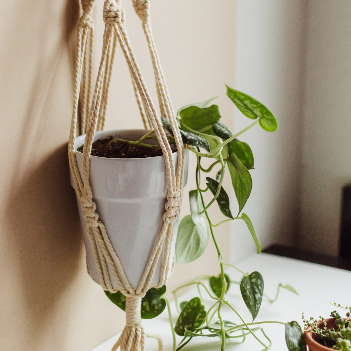 plant store, plant shop, plant parent, plant mom, plant hanger, plant gifts, plant gift, online plant shop, macrame plant hanger. live long and plant, macrame, macrame hanger, plant accessory, plant accessories, hanger for plant