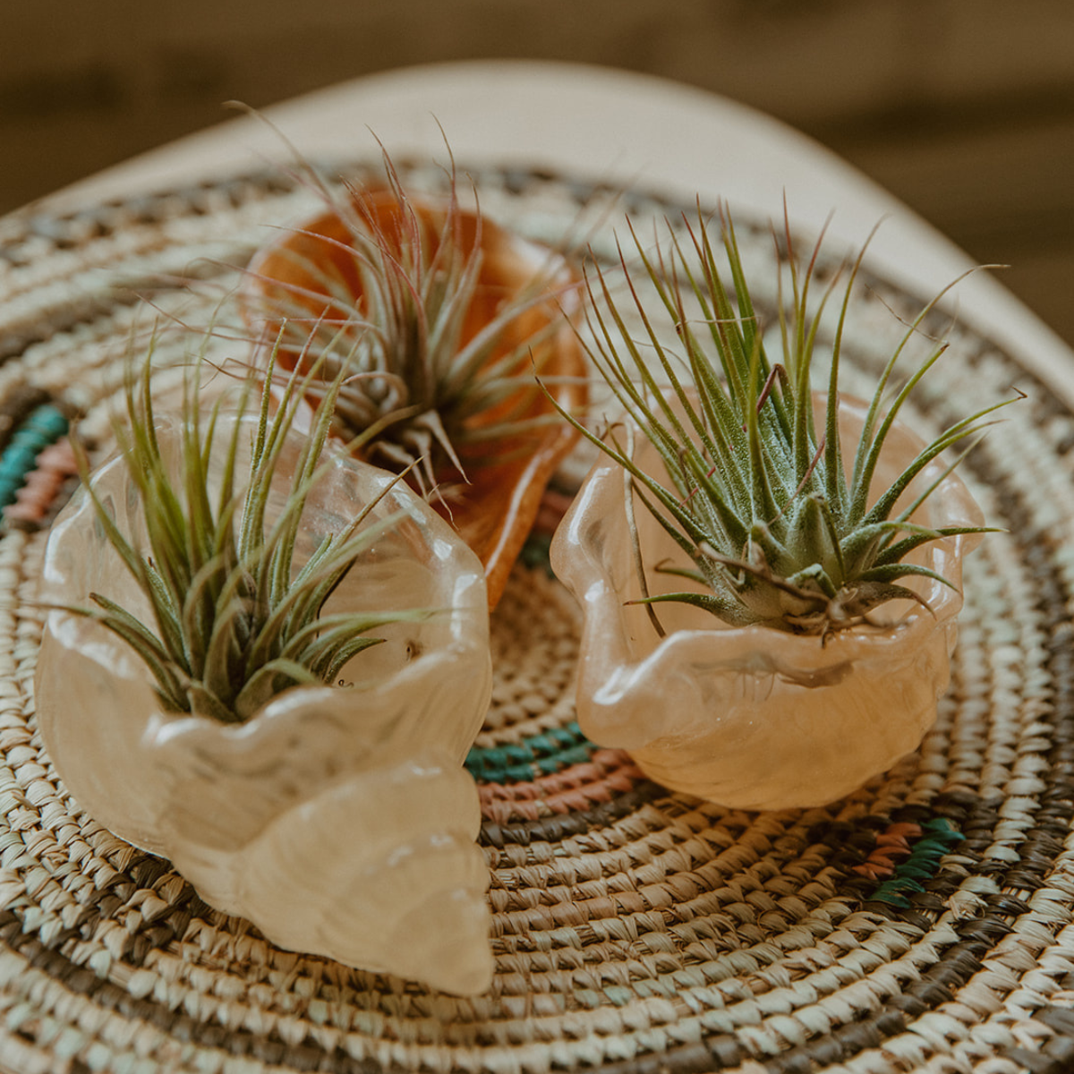 seashell resin holder  seashell holder  ring holder  resin holder  plant holder  necklace holder  jewelry holder  airplant holder  air plant holder  aesthetic holder