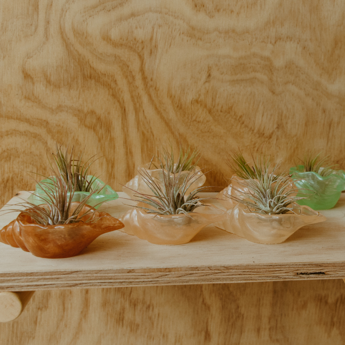 seashell resin holder  seashell holder  ring holder  resin holder  plant holder  necklace holder  jewelry holder  airplant holder  air plant holder  aesthetic holder