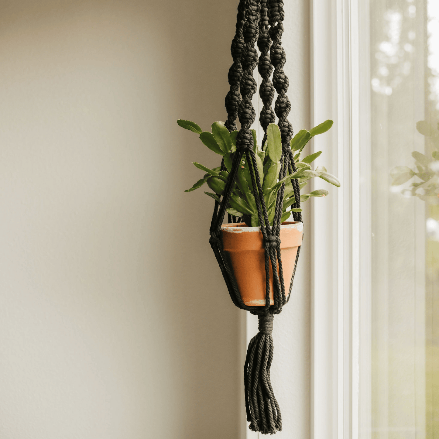 plant store, plant shop, plant parent, plant mom, plant hanger, plant gifts, plant gift, online plant shop, macrame plant hanger. live long and plant, macrame, macrame hanger, plant accessory, plant accessories, hanger for plant