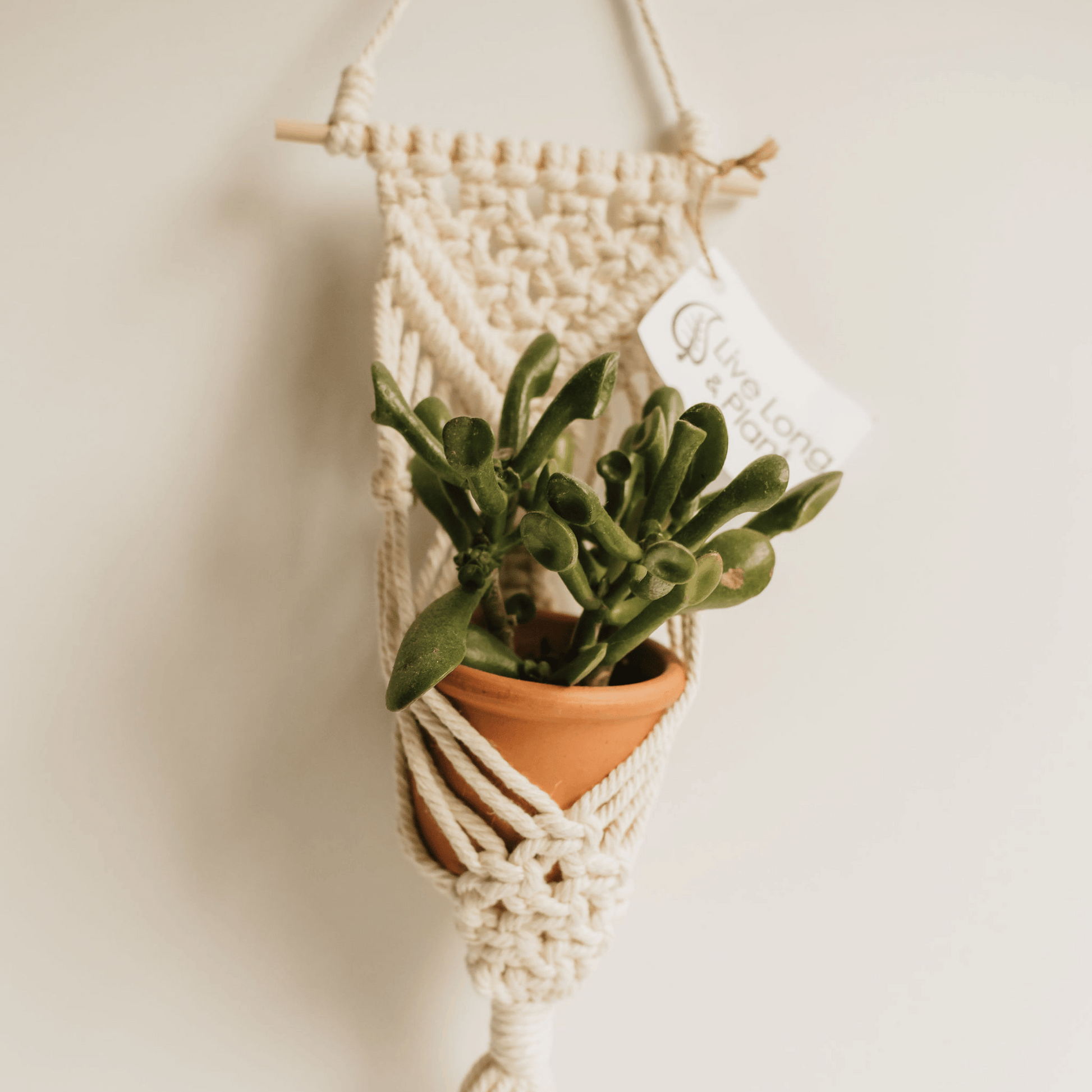 macrame plant hanger in store Macrame Hanger, Wooden Bar Holder Yellow